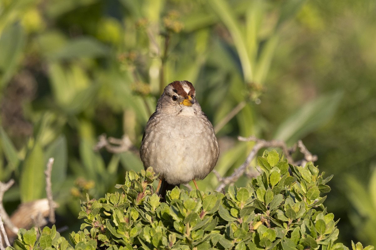 White-crowned Sparrow - ML618065819