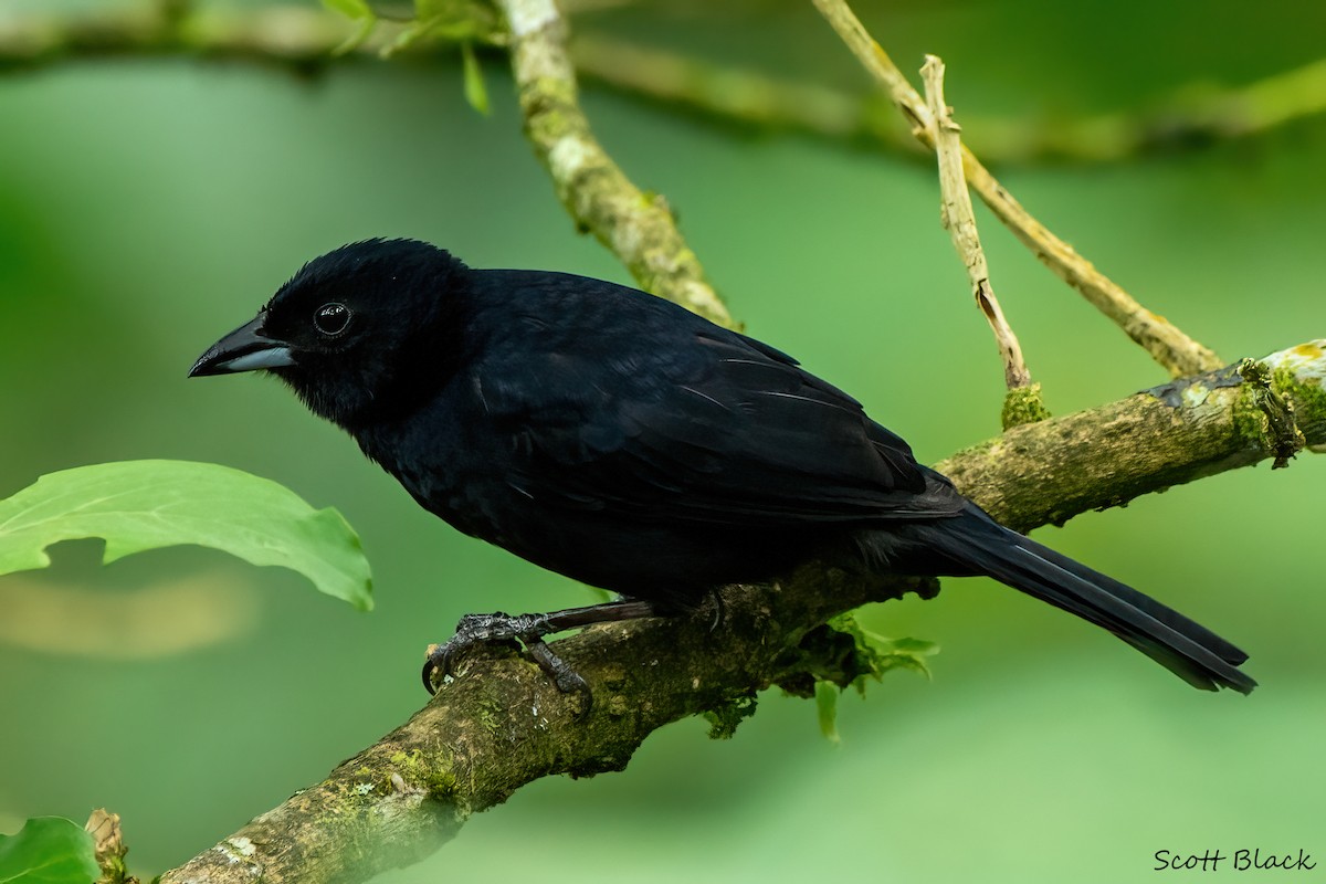 White-lined Tanager - ML618065824
