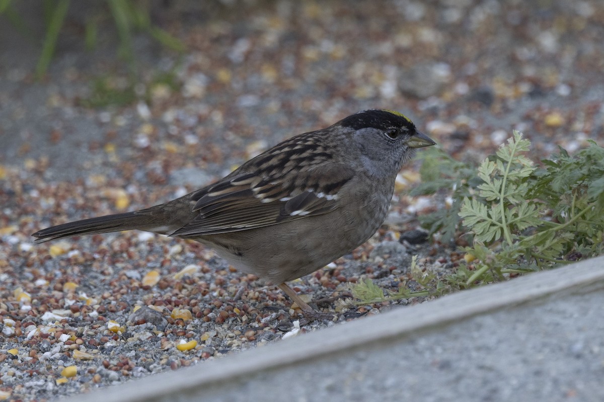 Golden-crowned Sparrow - ML618065828