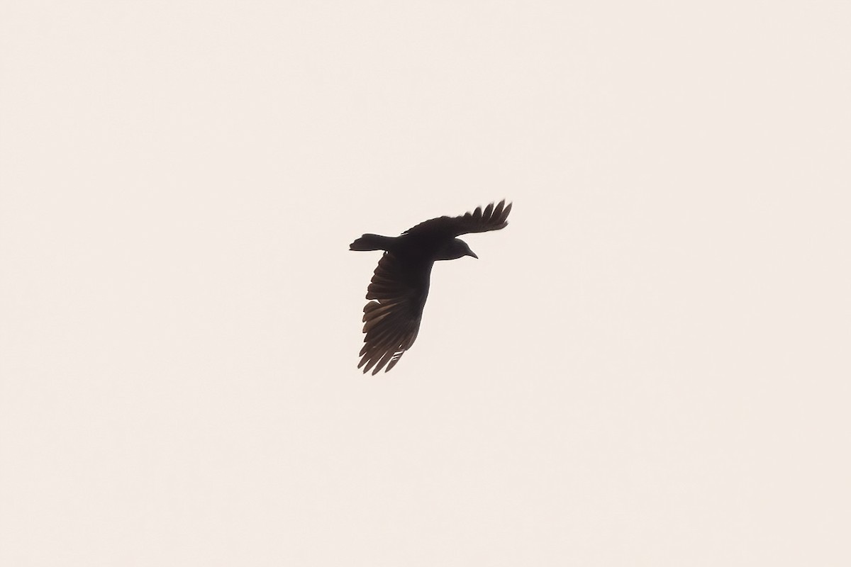 Fish Crow - Sean Williams