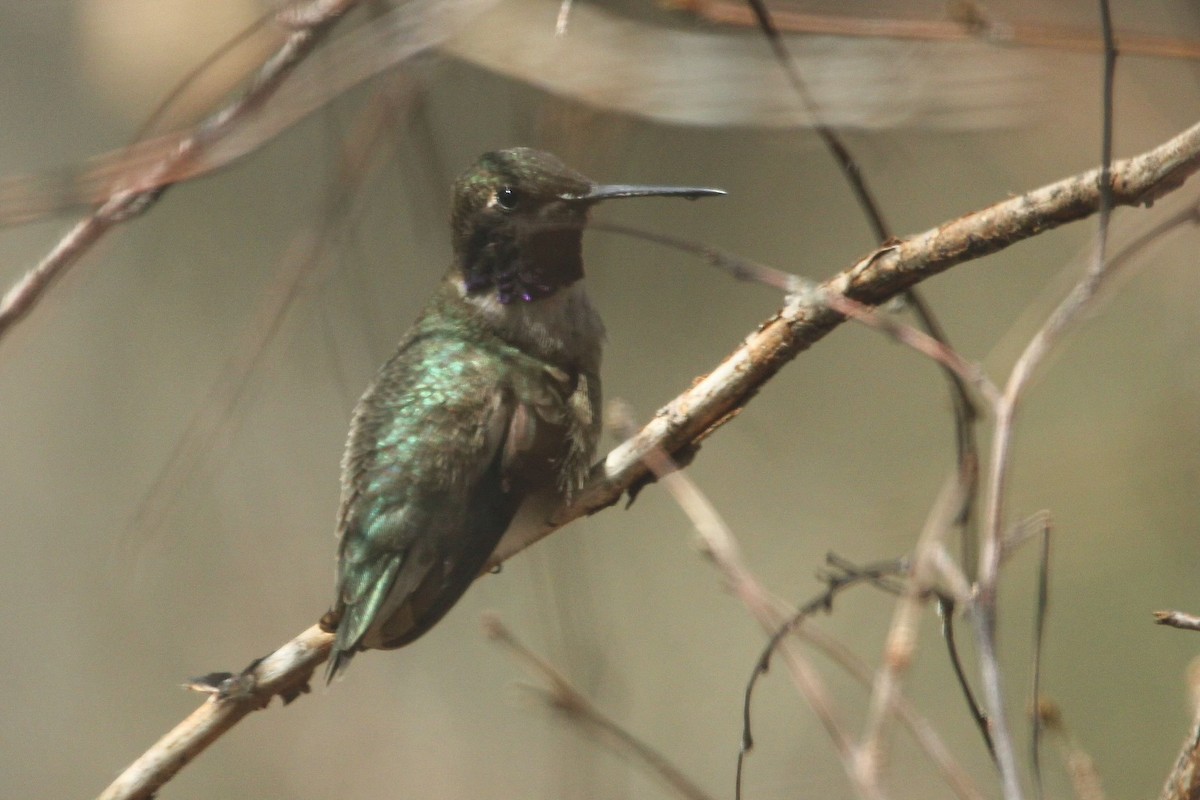 Black-chinned Hummingbird - ML618065831