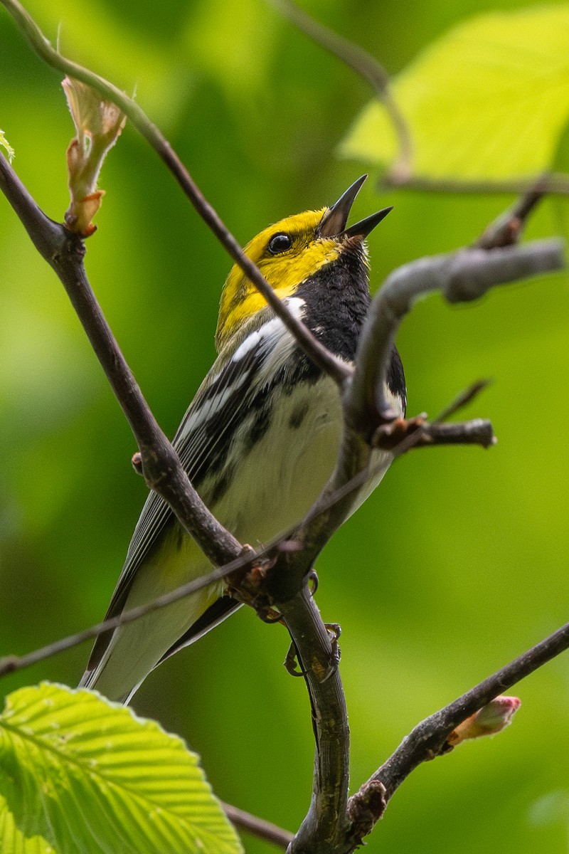 Black-throated Green Warbler - Mike Winck