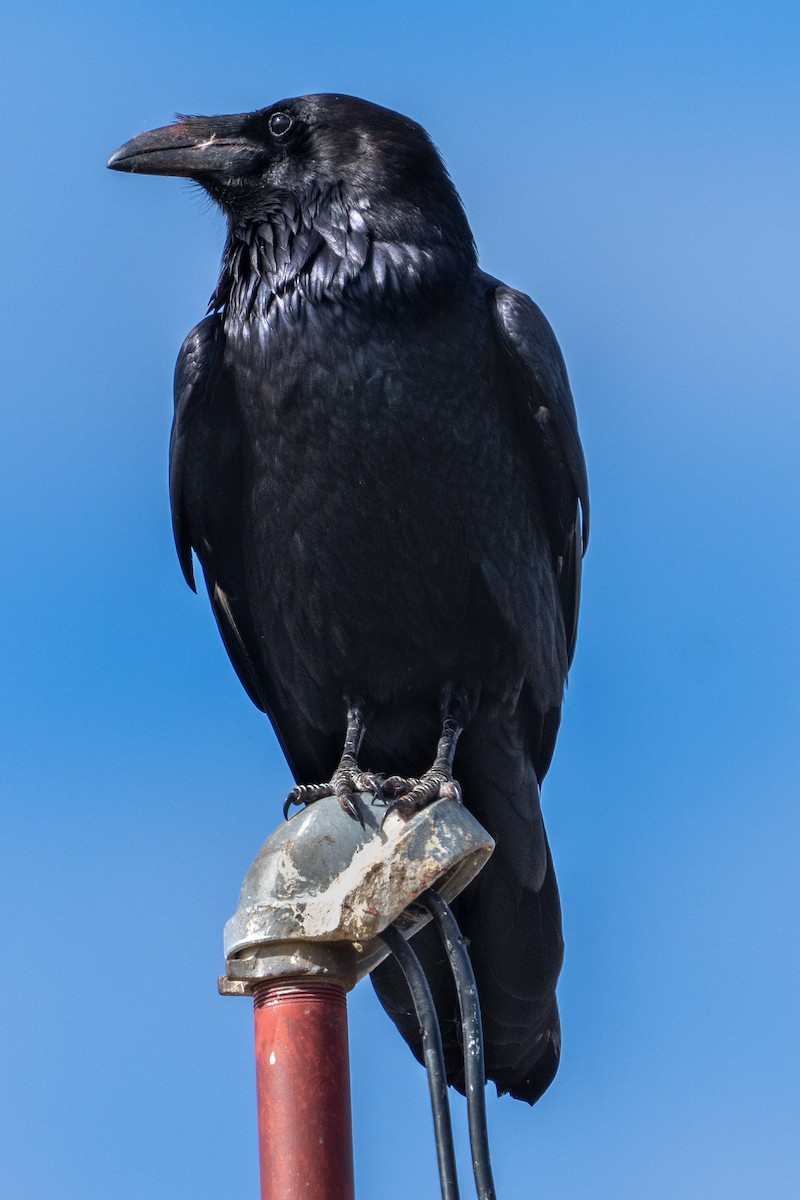 Common Raven - Ben Kolstad