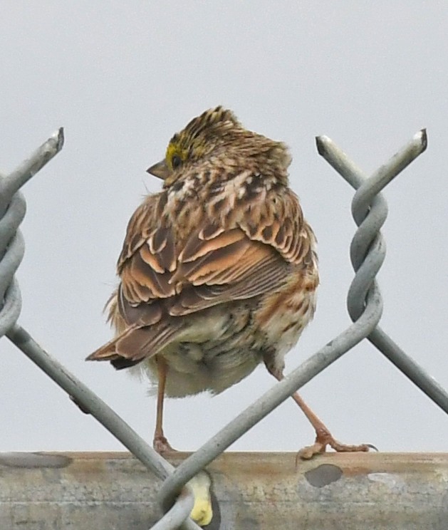 Savannah Sparrow - ML618065854
