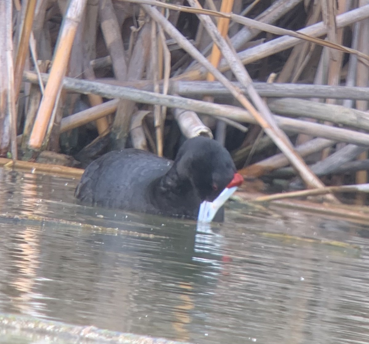 Red-knobbed Coot - ML618065859
