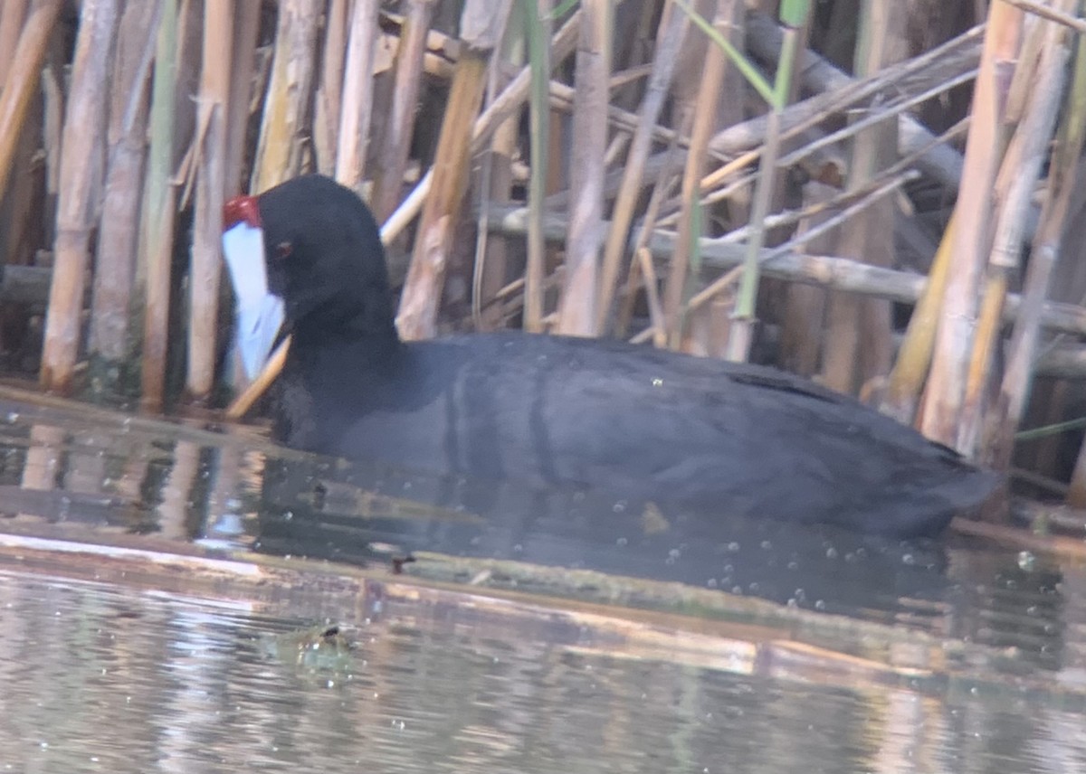 Red-knobbed Coot - ML618065866