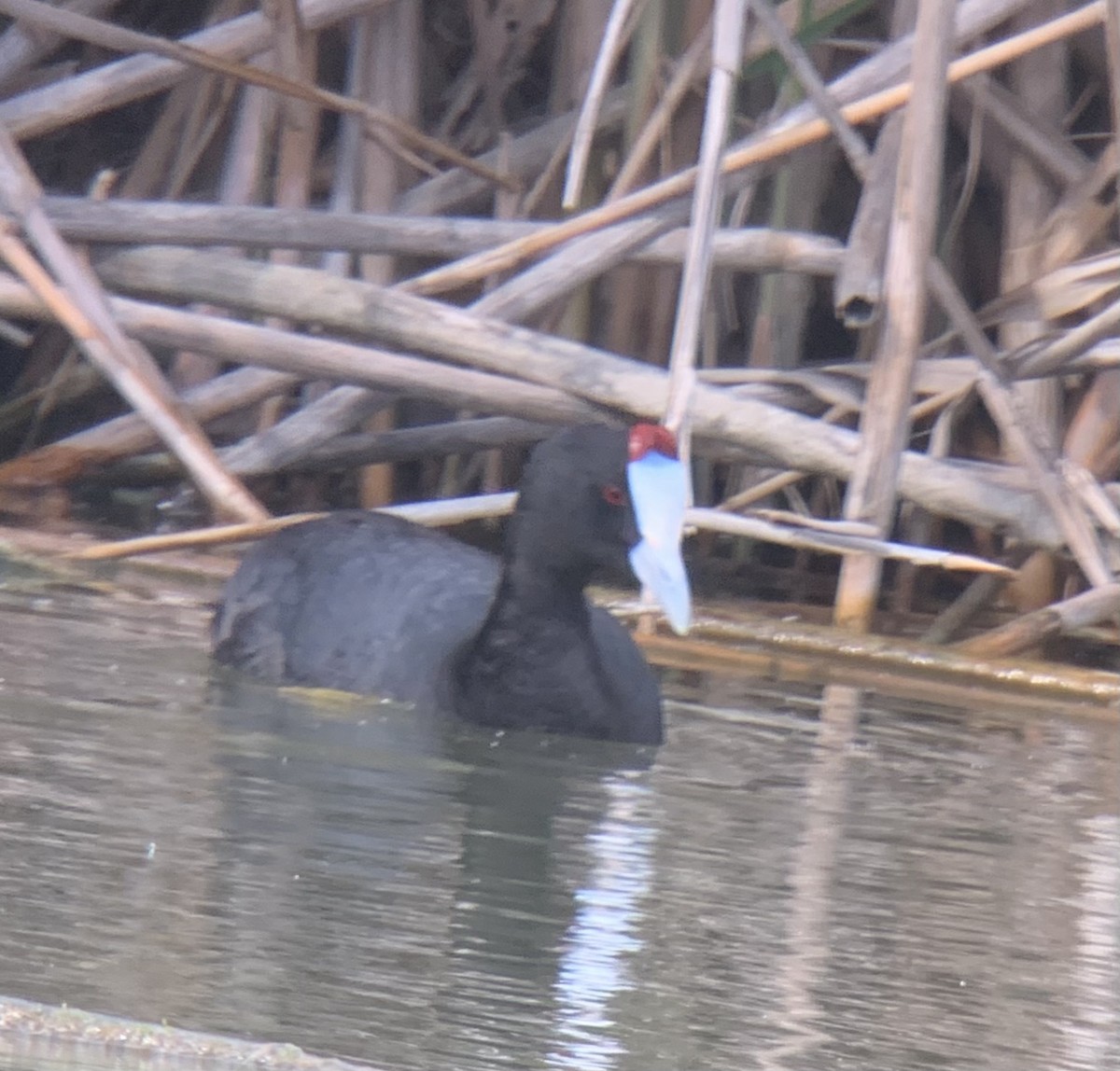 Red-knobbed Coot - Michael Hettich