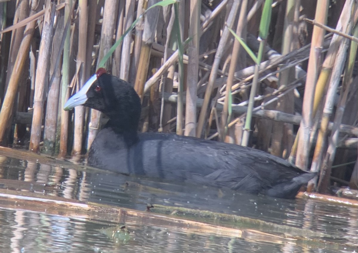 Red-knobbed Coot - Michael Hettich