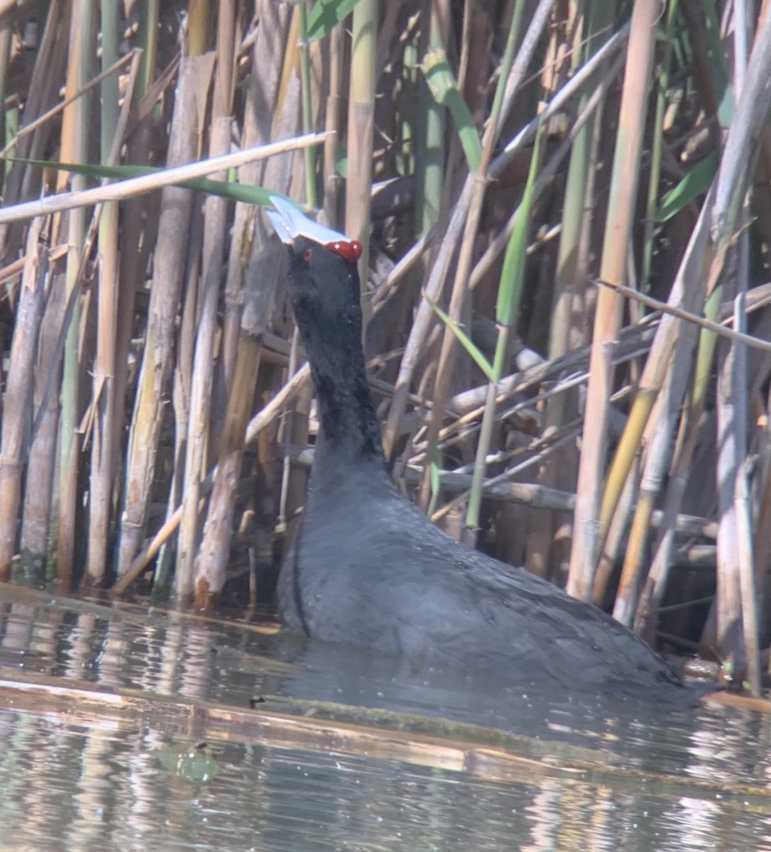 Red-knobbed Coot - ML618065877