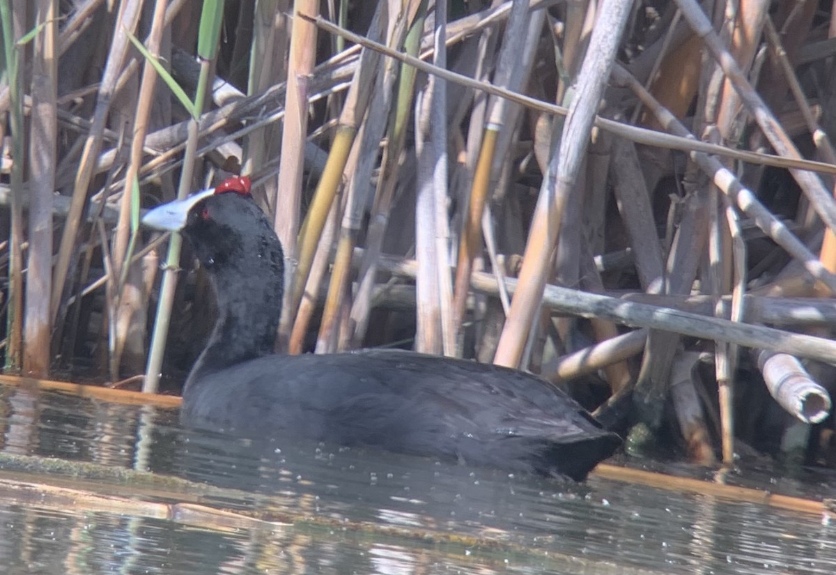 Red-knobbed Coot - ML618065878