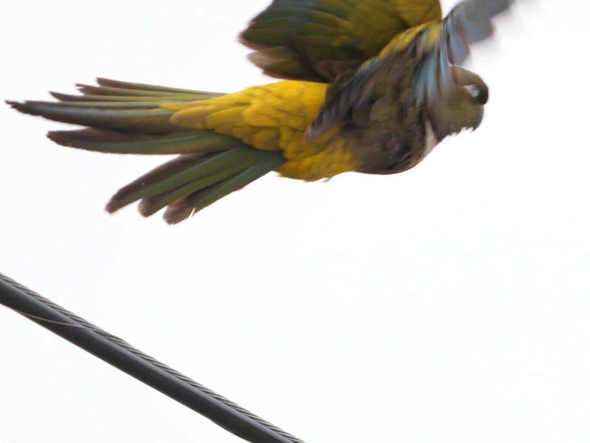 Burrowing Parakeet - Don Hoechlin