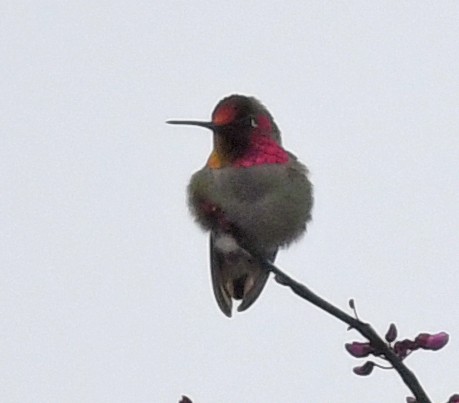 Anna's Hummingbird - Richard Taylor