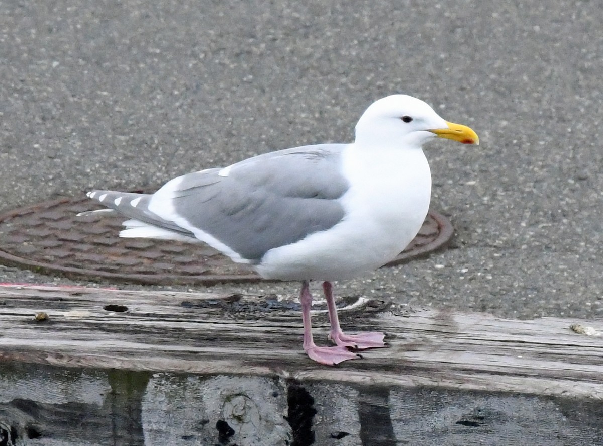 Glaucous-winged Gull - Richard Taylor