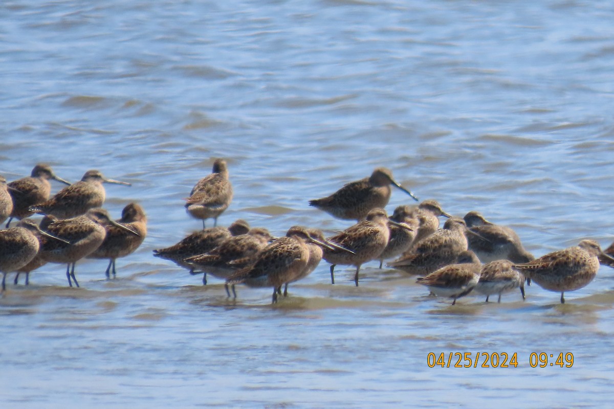 Long-billed Dowitcher - ML618065924