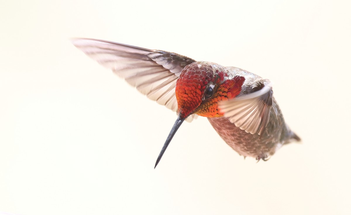 Anna's Hummingbird - ML618065925