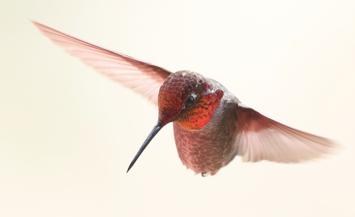 Anna's Hummingbird - ML618065926