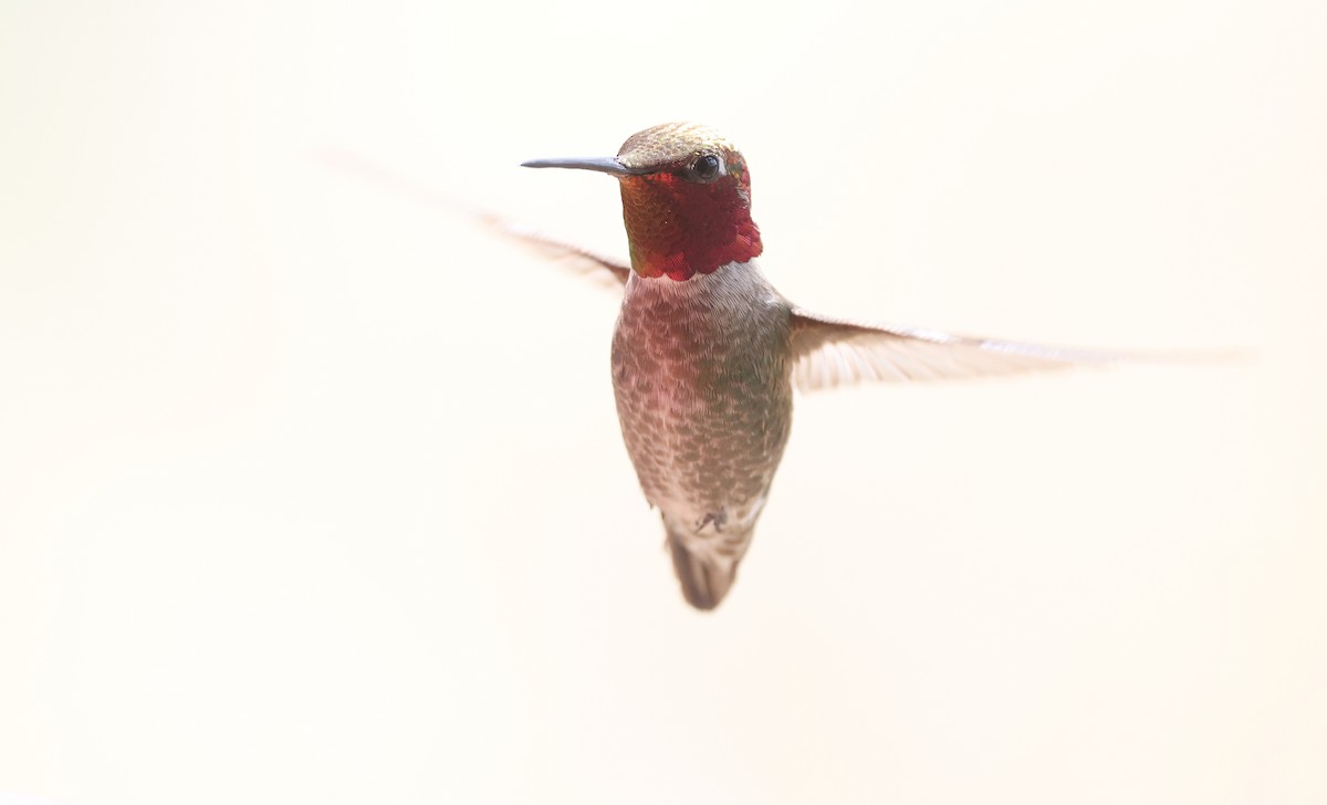 Anna's Hummingbird - ML618065927