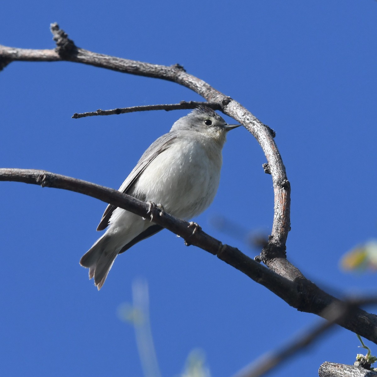 Lucy's Warbler - ML618065937