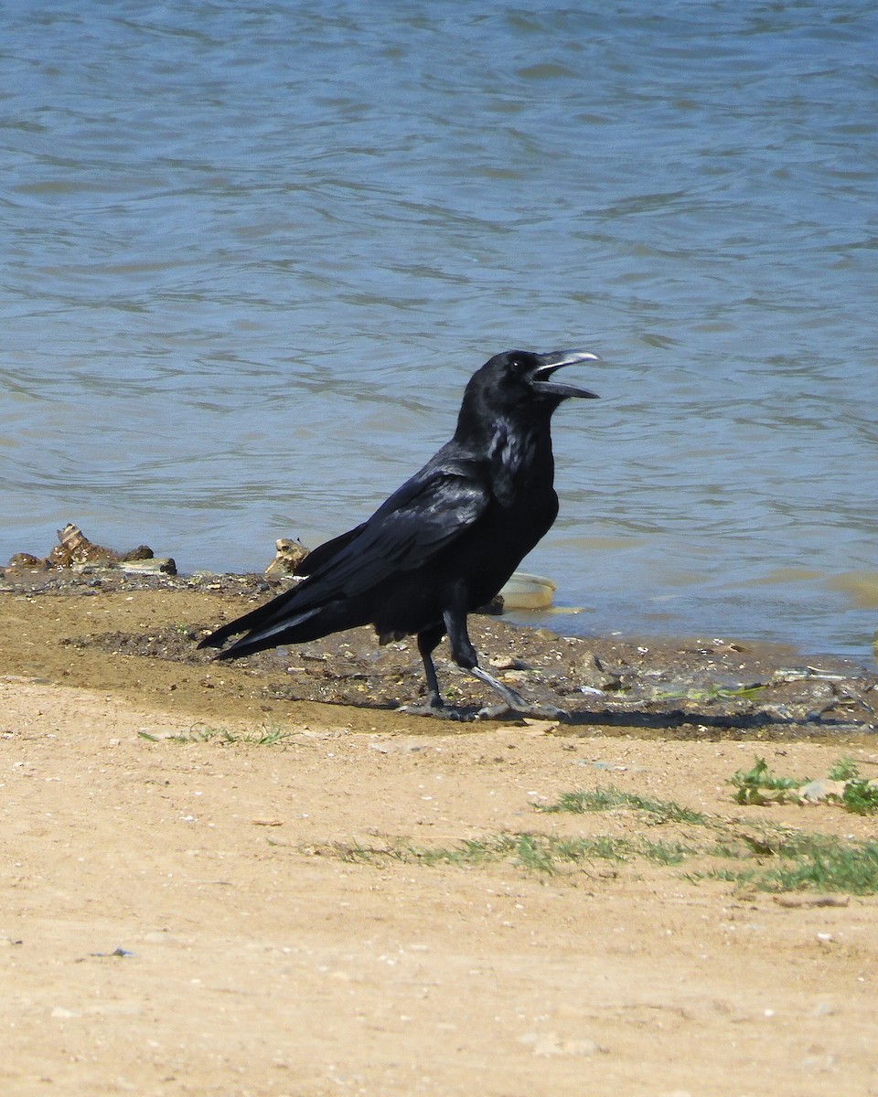 Common Raven - Gaby Serrano