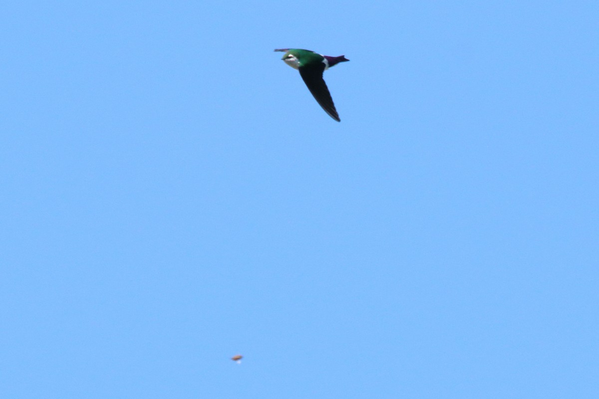 Violet-green Swallow - Charlie Wells