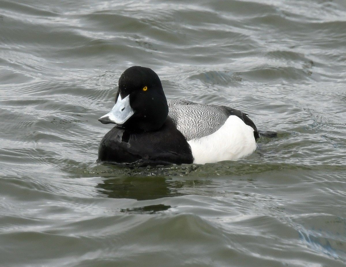 Greater Scaup - ML618065963