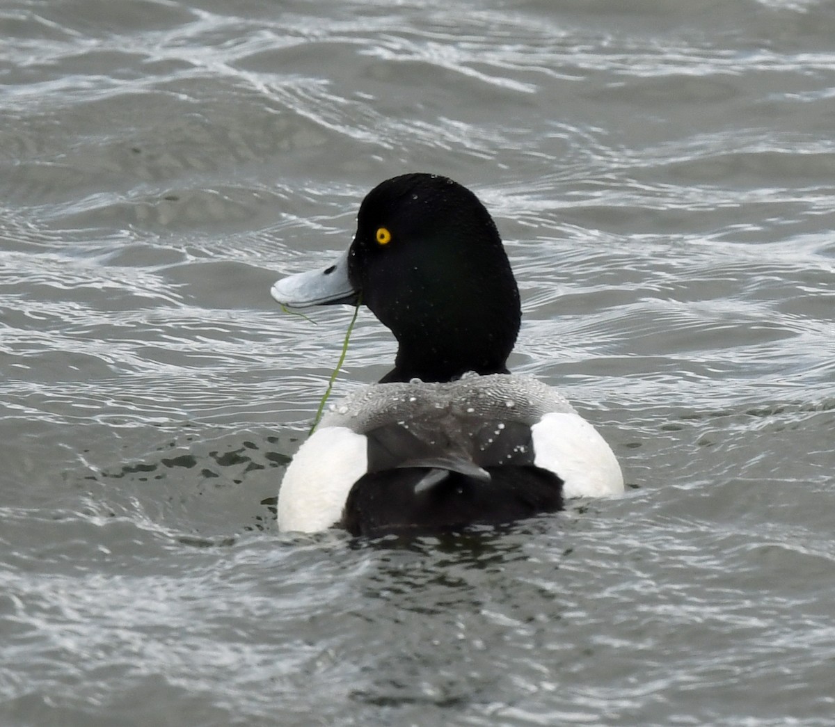 Greater Scaup - ML618065964