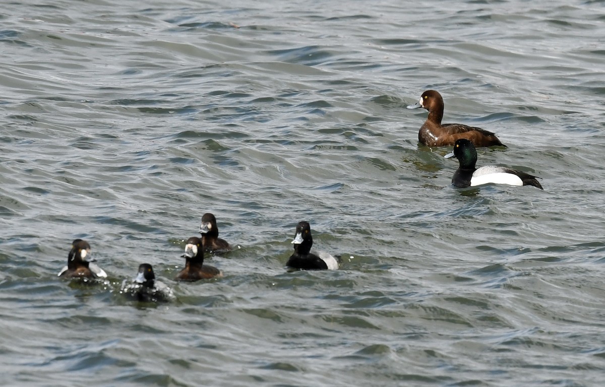 Greater Scaup - ML618065965
