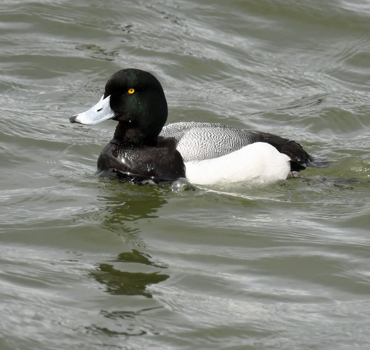 Greater Scaup - ML618065966