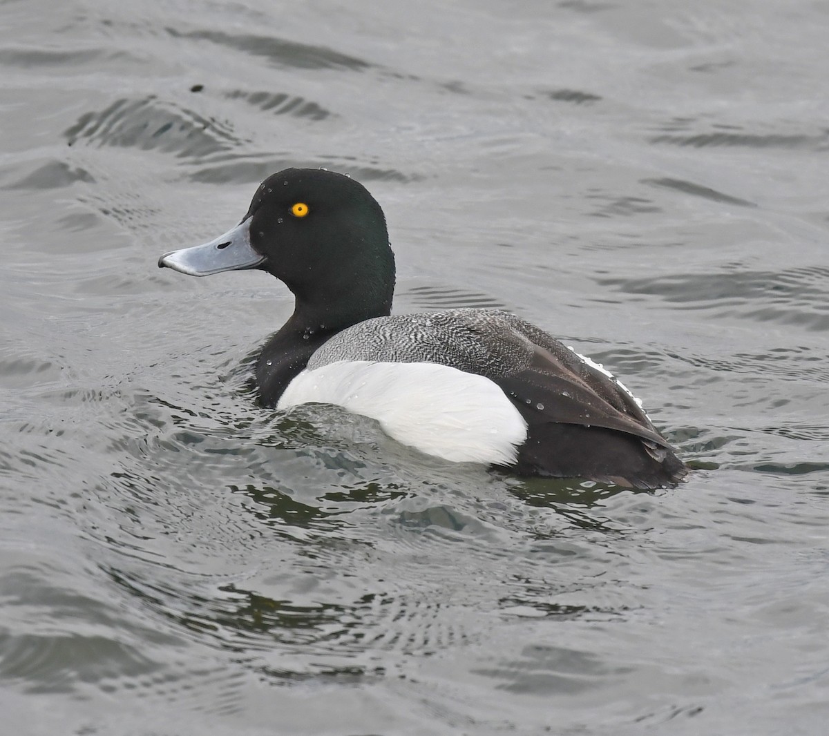 Greater Scaup - ML618065967