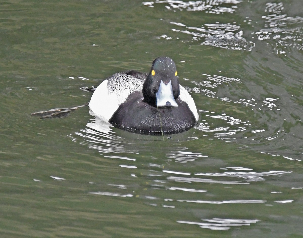 Greater Scaup - Richard Taylor