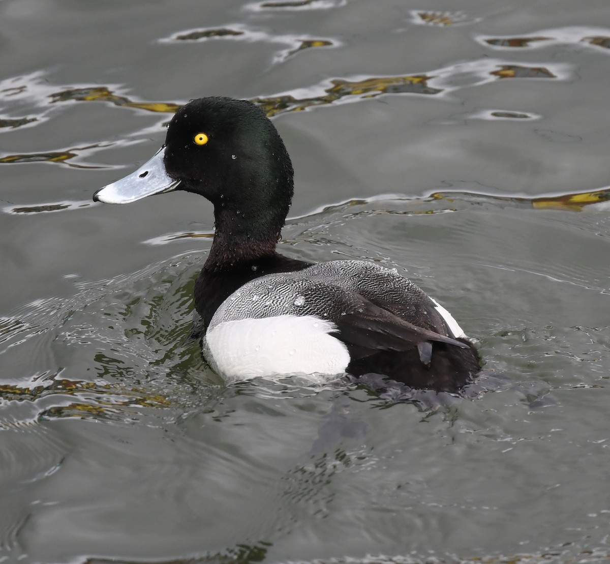 Greater Scaup - ML618065969