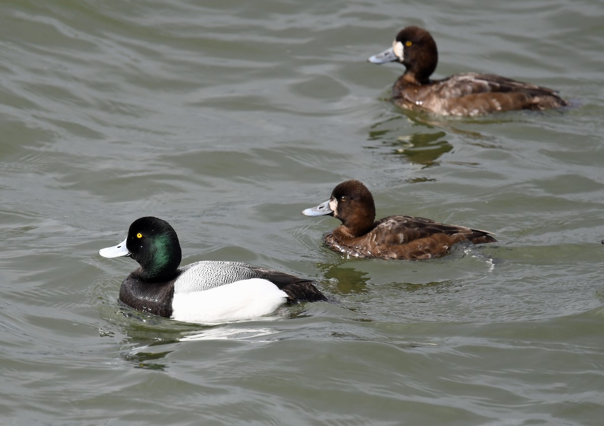 Greater Scaup - ML618065970