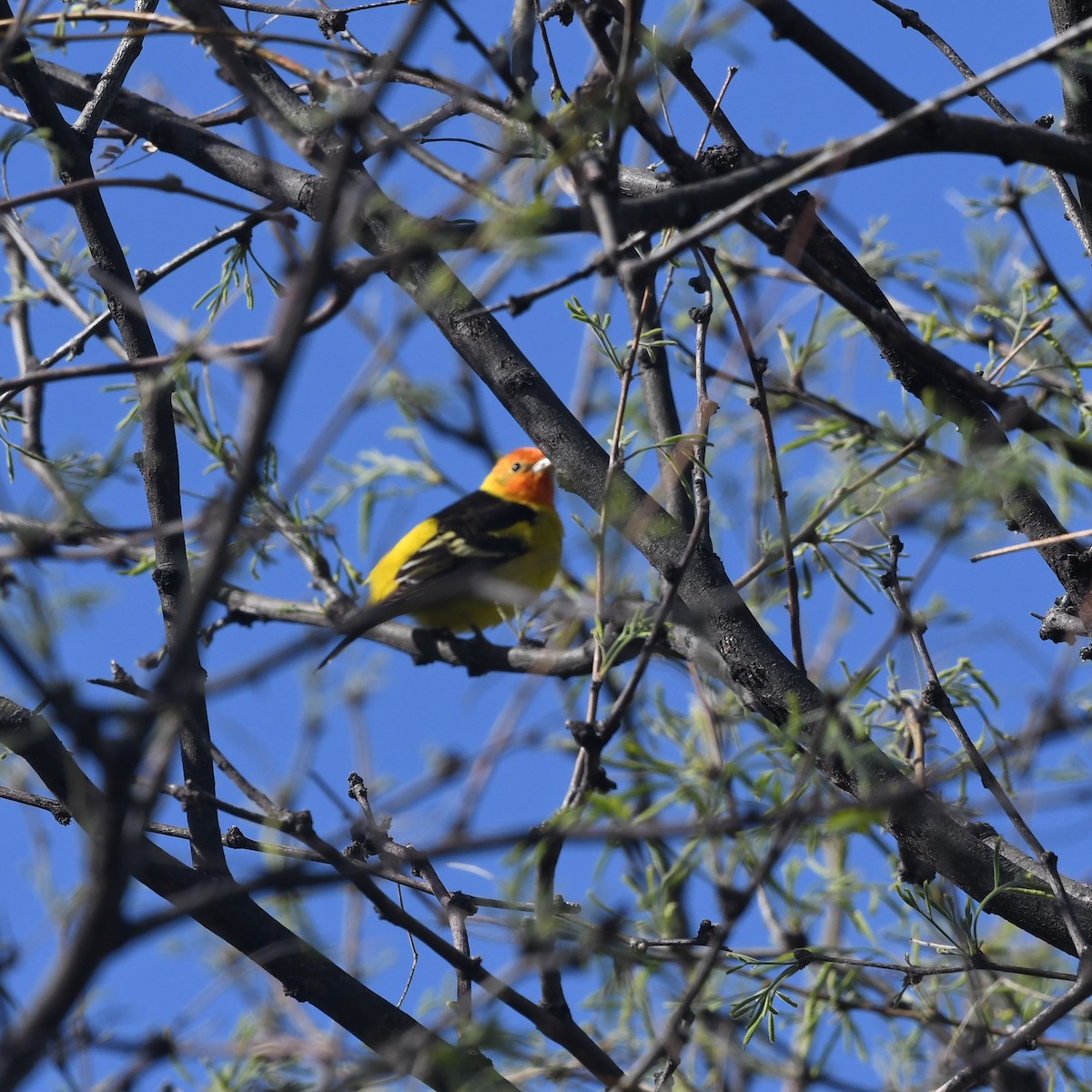 Western Tanager - ML618065981