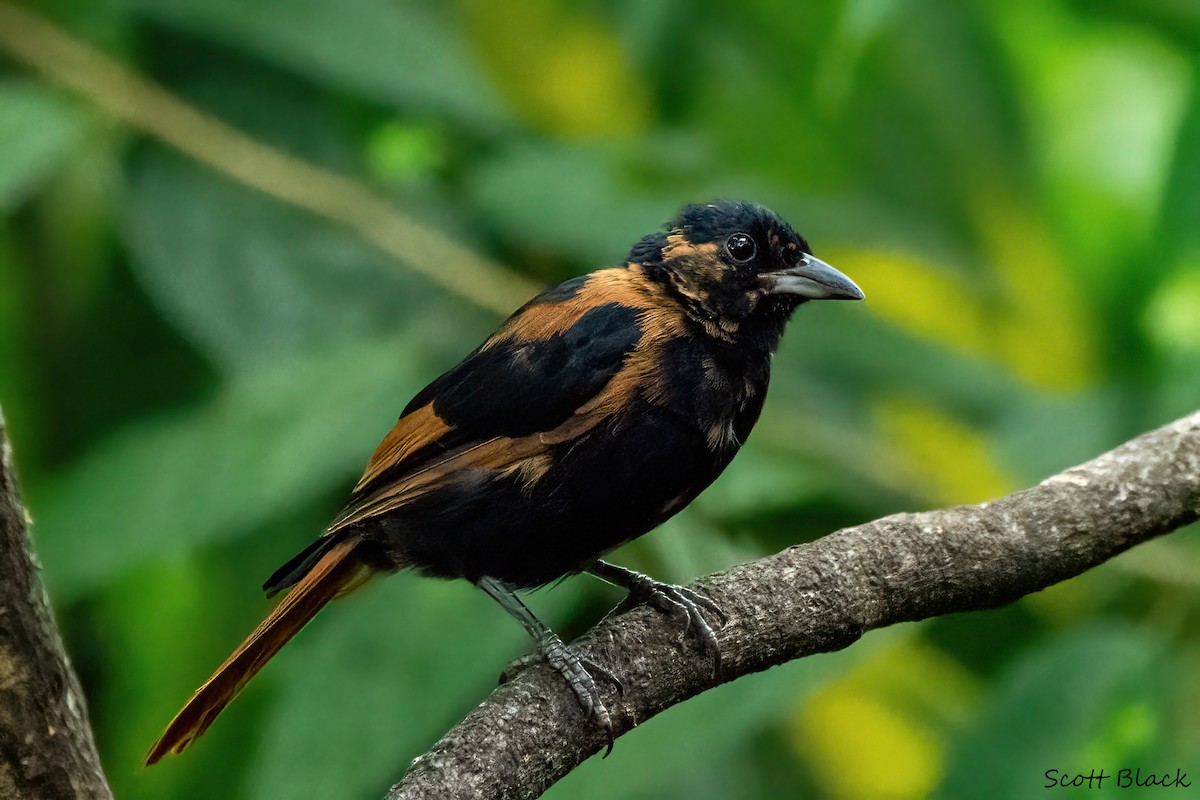 White-lined Tanager - ML618066004