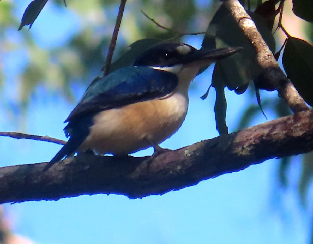Forest Kingfisher - ML618066008