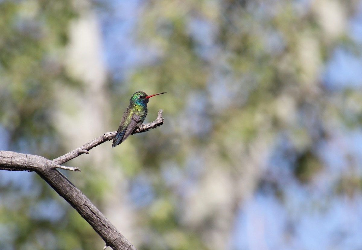 Broad-billed Hummingbird - Jared Peck