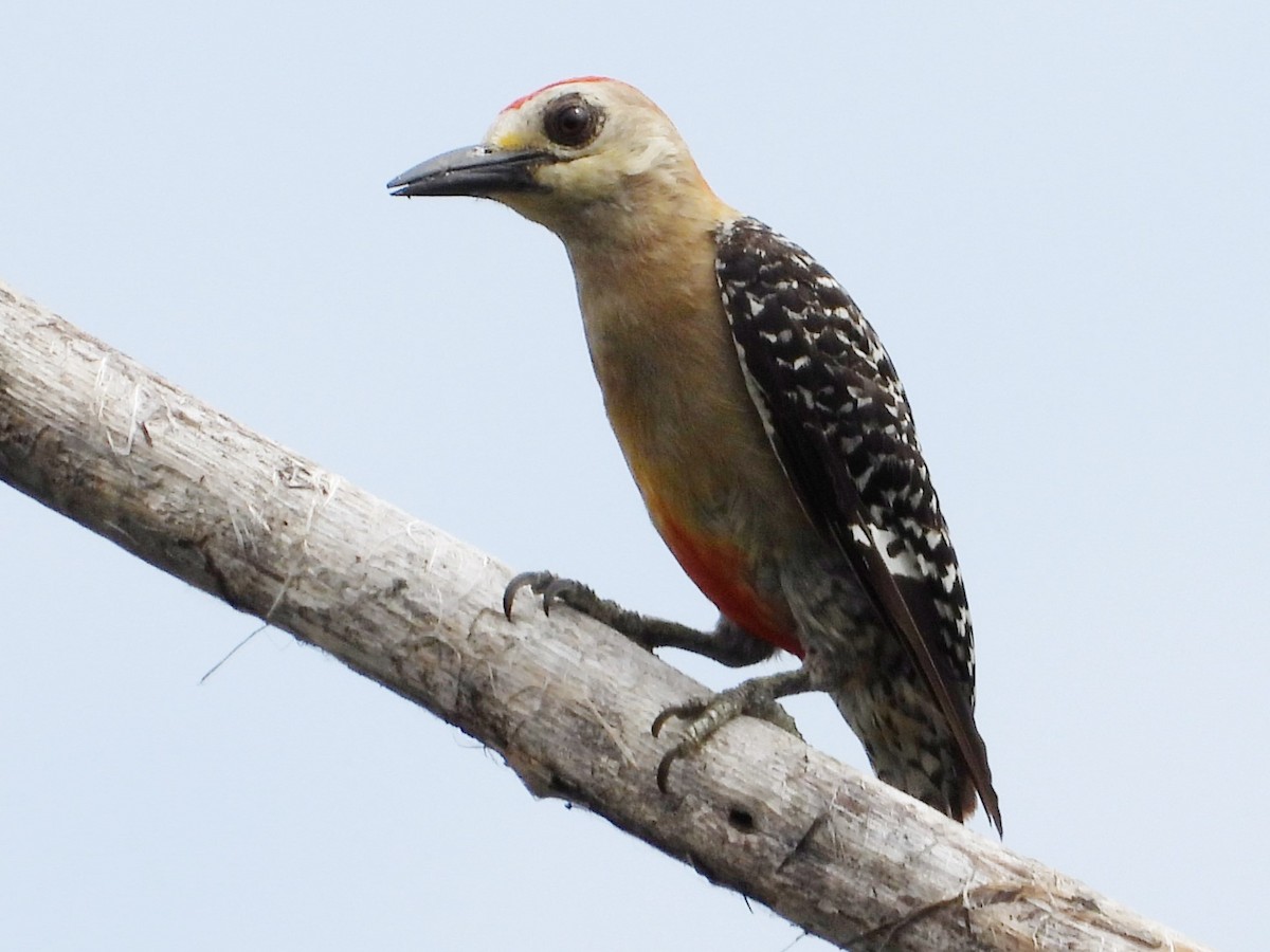 Red-crowned Woodpecker - ML618066022