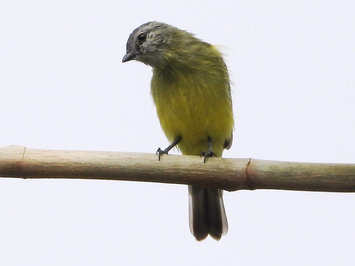 Yellow-crowned Tyrannulet - ML618066047
