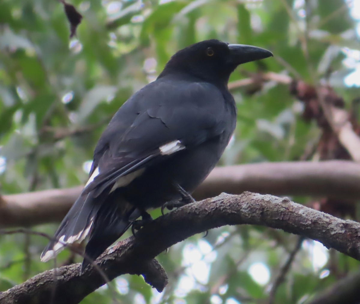 Pied Currawong - ML618066062