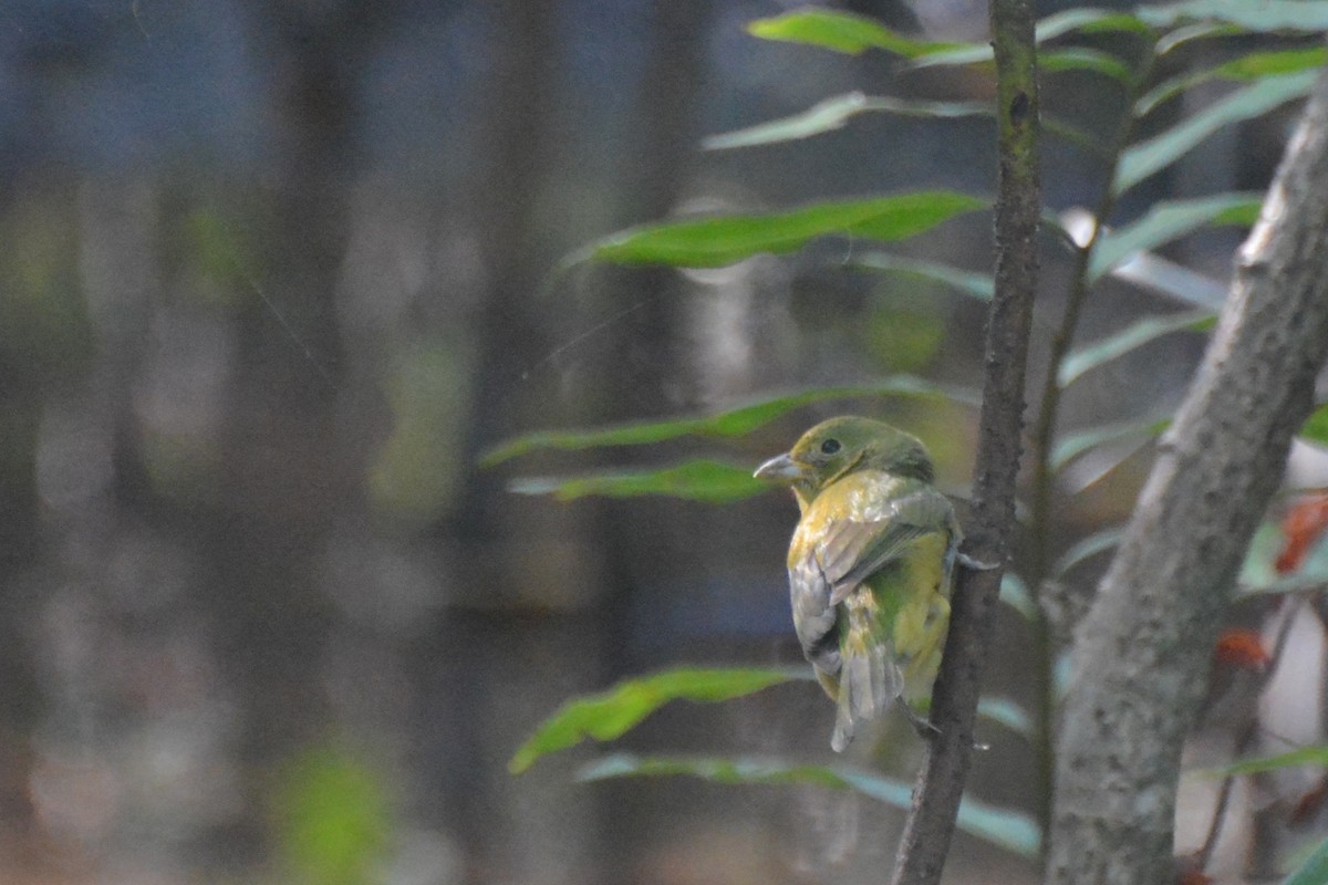 Painted Bunting - ML618066080