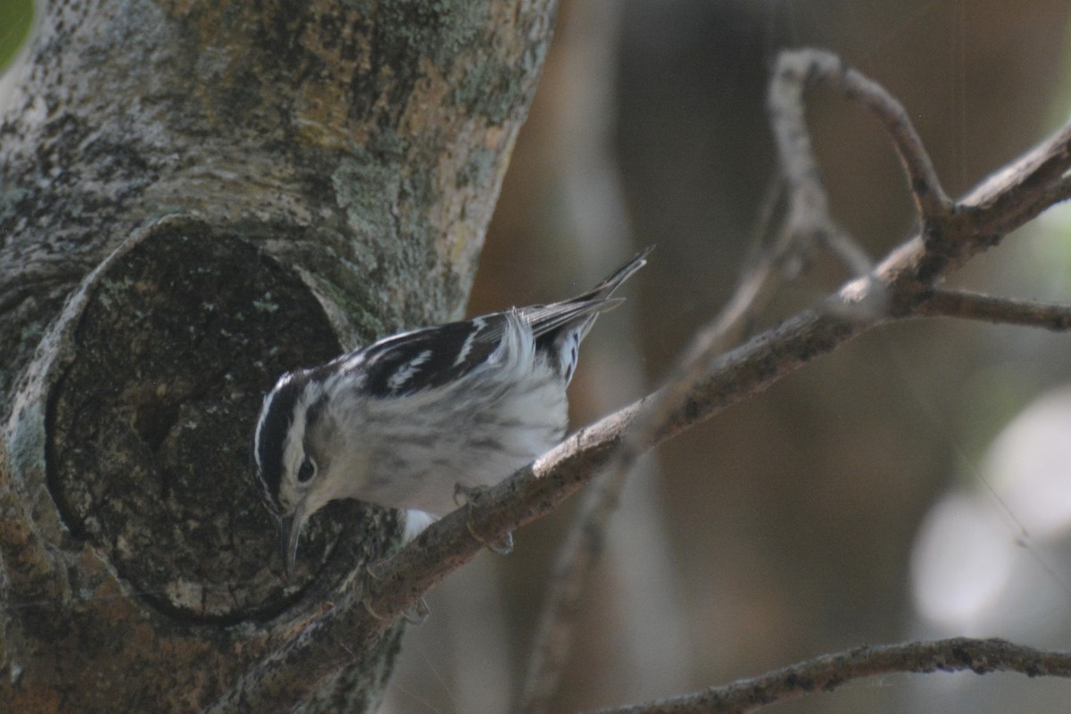 Black-and-white Warbler - ML618066085