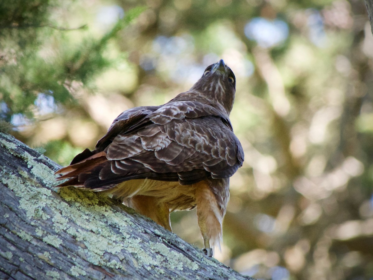 Red-tailed Hawk (calurus/alascensis) - ML618066095