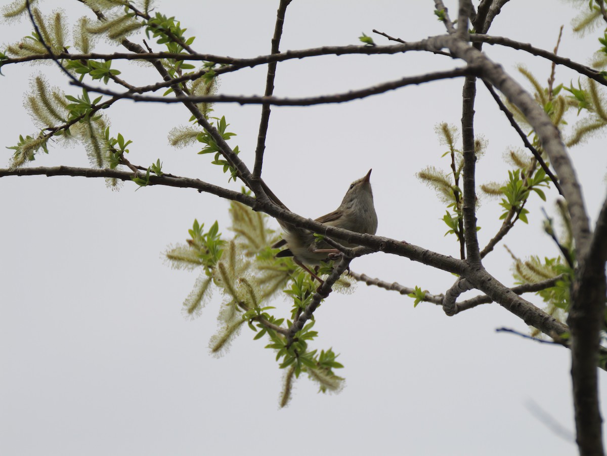 Japanese Bush Warbler - としふみ しみず