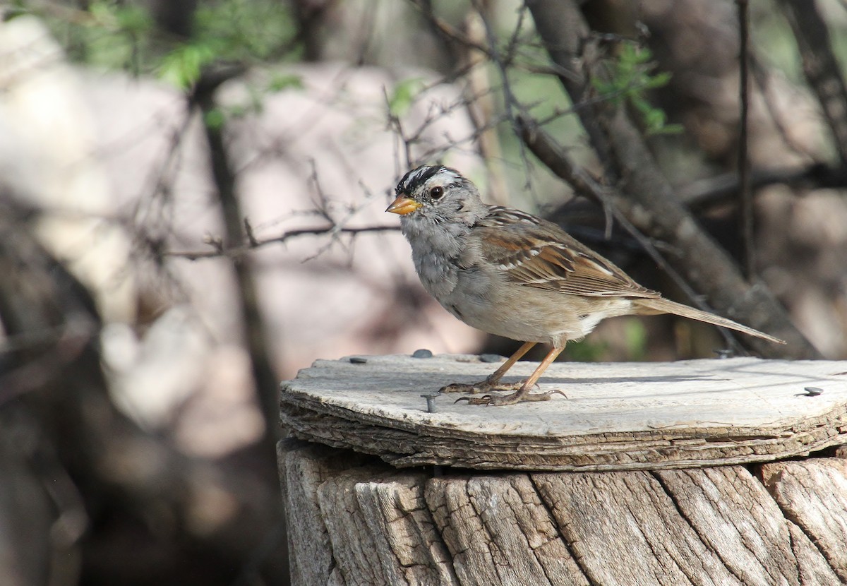 White-crowned Sparrow - Jared Peck