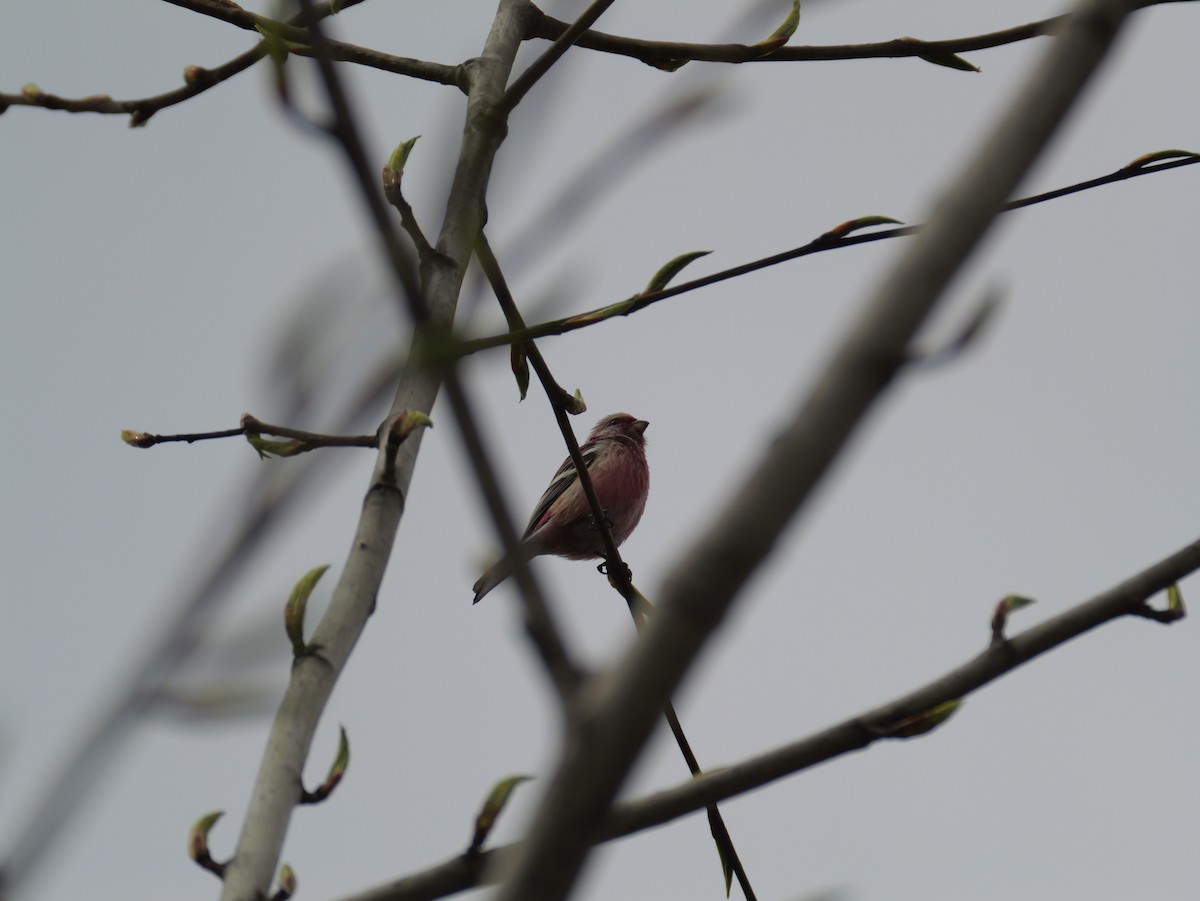 Long-tailed Rosefinch - としふみ しみず