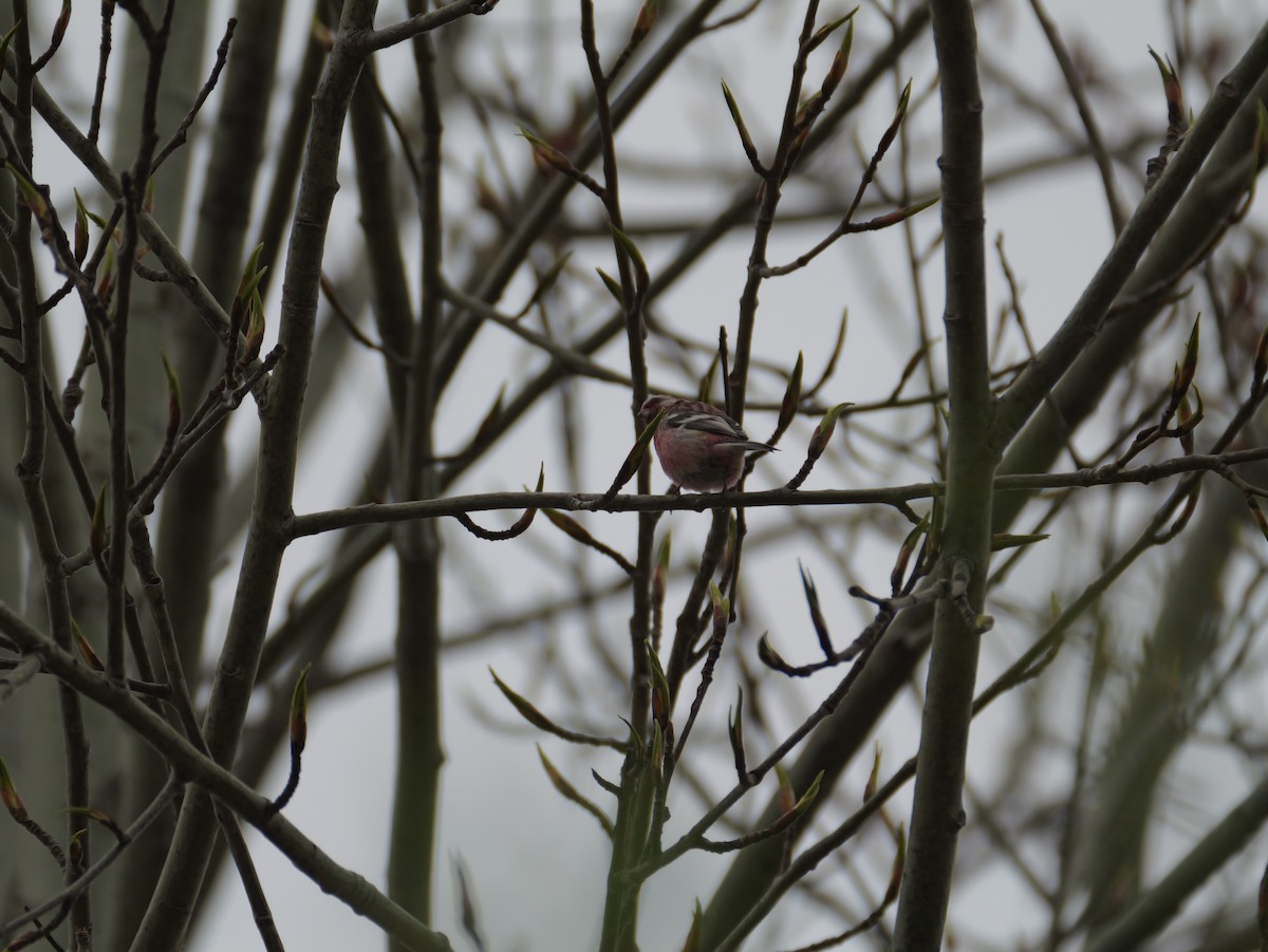 Long-tailed Rosefinch - ML618066105