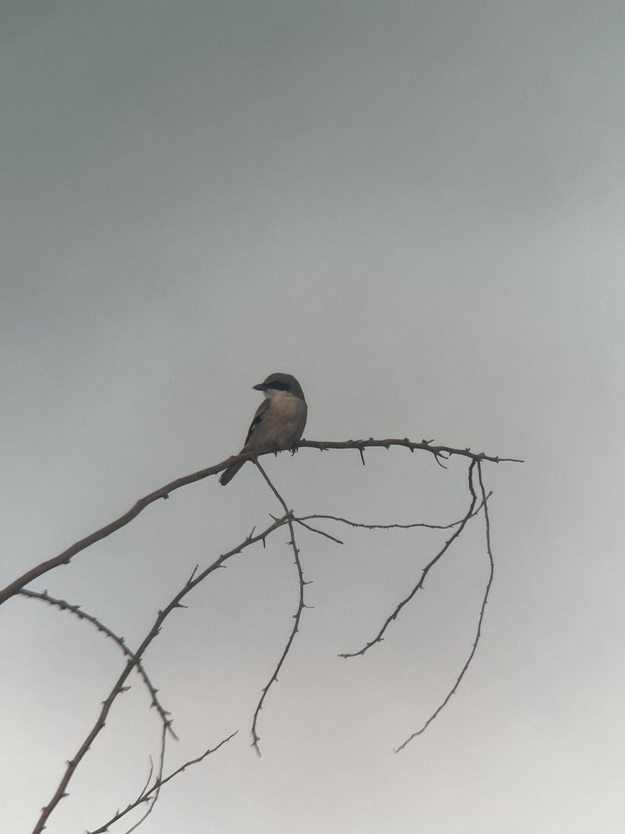Loggerhead Shrike - Ann Monk