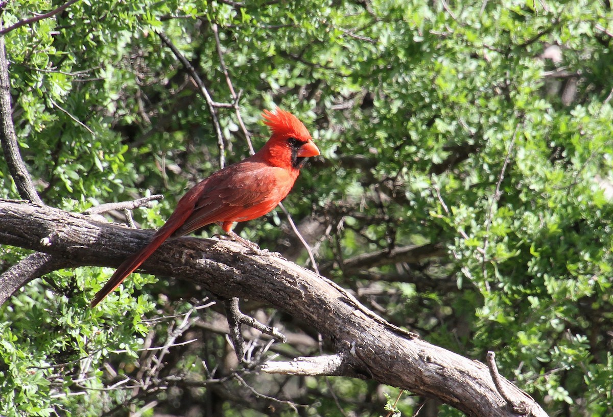 Northern Cardinal - Jared Peck