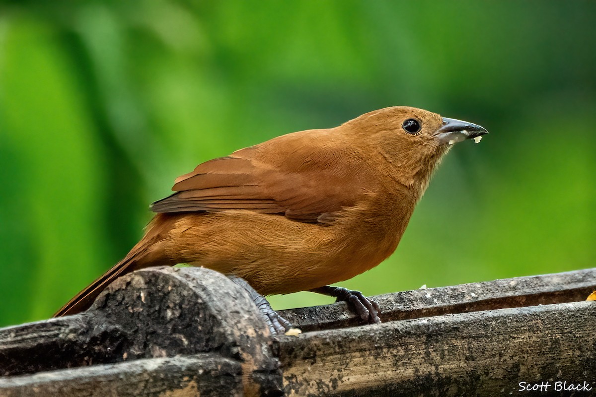 White-lined Tanager - ML618066143