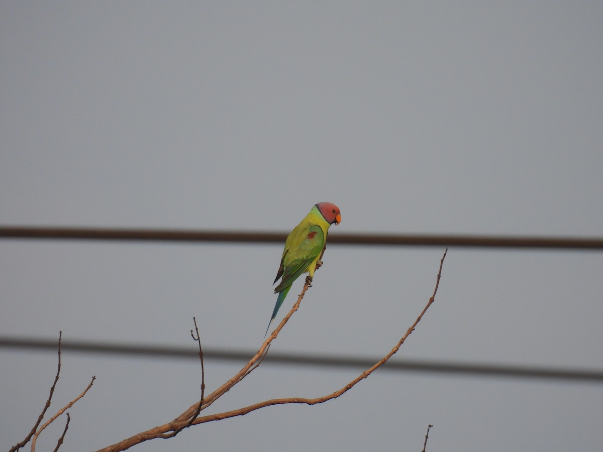 Plum-headed Parakeet - Murari Varma